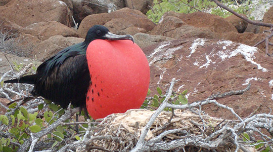 North Seymour Island