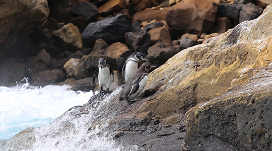 Penguin Pursuit Tour