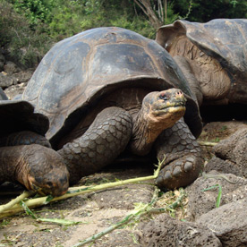 Charles Darwin Station / Fausto Llerena Breeding Center - Santa Cruz