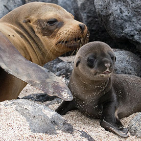Lobos Island - San Cristobal