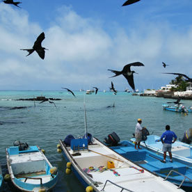 Puerto Ayora - Santa Cruz