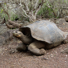 La Galapaguera/Jacinto Gordillo Breeding Center - San Cristobal