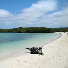 Tortuga Bay - Santa Cruz