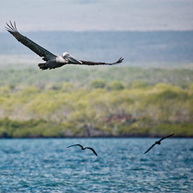 Bahia Borrero