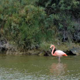 Flamingos Lake