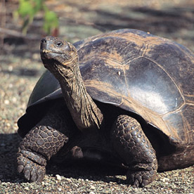 Arnaldo Tupiza Tortoise Breeding Center