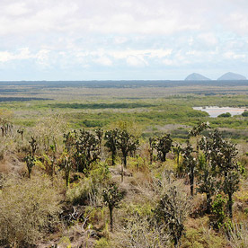 Wetlands