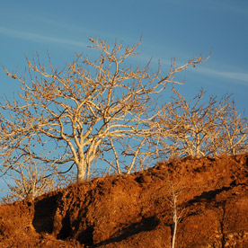 Rabida