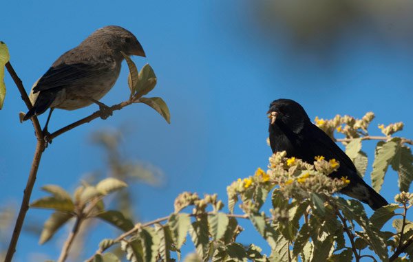 Galapagos Finch