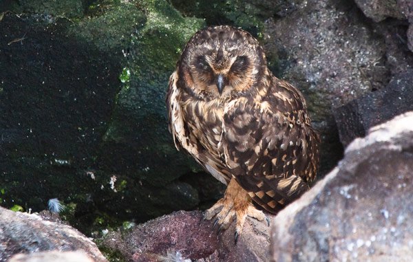 Short-eared Owl