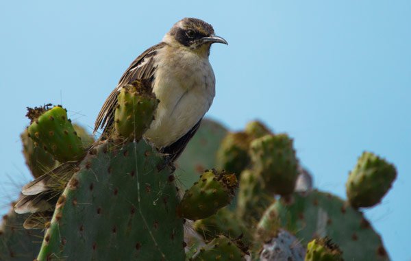 Galapagos mockingbird