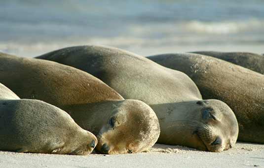 Sea Lion