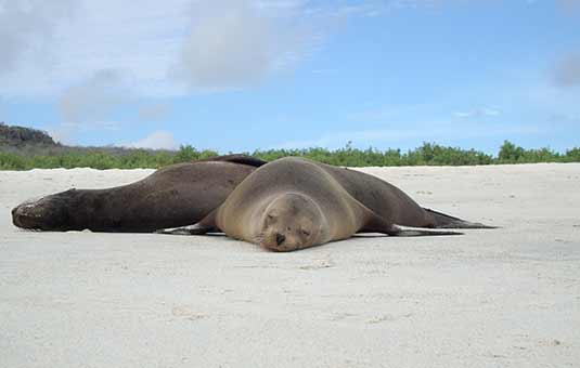 Sea Lion
