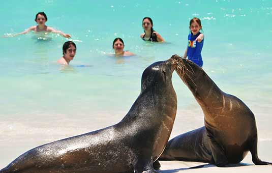 Sea Lion