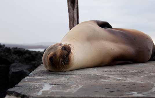 Sea Lion