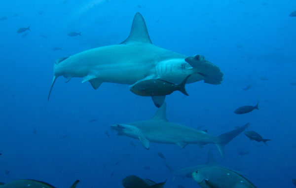 Hammerhead Sharks