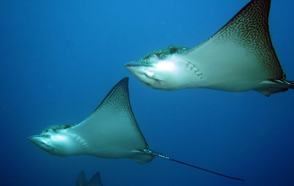 Rays
