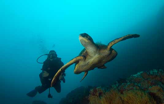 Marine Turtle
